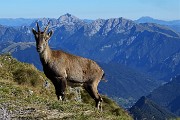 61 Lo stambecco con sullo sfondo Arera e Manna